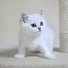 湖州纯种小银渐层金渐层犬舍 正规猫舍家庭式繁育