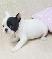唐山本地法斗犬舍，本地法斗在哪里