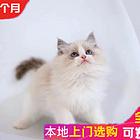 本地哪里有卖布偶猫的 满耳满背无色块的 保证健康