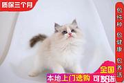 附近哪里有布偶猫卖的 海双 蓝双 重点色多少钱