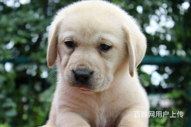 【拉布拉多幼犬】纯种拉布拉多犬多少钱一只协议出售