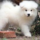 沈阳【*推荐】萨摩耶犬舍‖萨摩耶养殖场