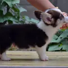 日照哪里有自家繁殖纯种柯基犬 质保终身 签协议