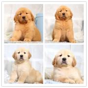 本地犬舍出售纯种健康金毛幼犬 签协议质保3个月健康