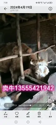 卖牛