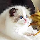 临沂自家繁殖双色布偶猫 开脸漂亮 售后无忧
