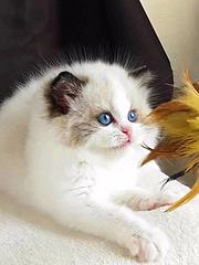 安阳自家繁殖双色布偶猫 开脸漂亮 售后无忧