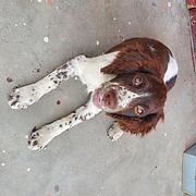 四个月史宾格幼犬