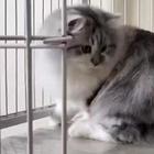 美短拿破仑新公