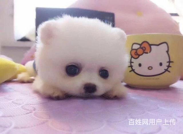 通辽博美狗场地址 博美狗场位置的图片