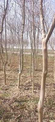 紫薇树苗3-5公分粗5000颗左右，个人种植便宜出