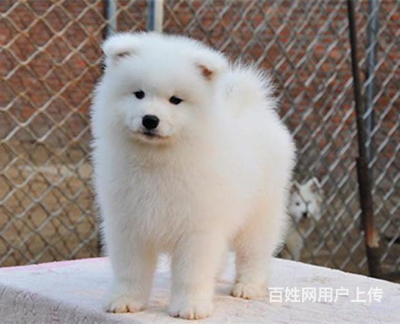 三沙正规萨摩耶犬舍地点联系方式的图片