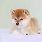 赛级柴犬 那里有可靠的好柴犬