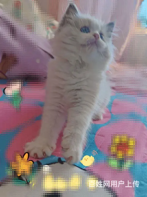妹妹找家的图片