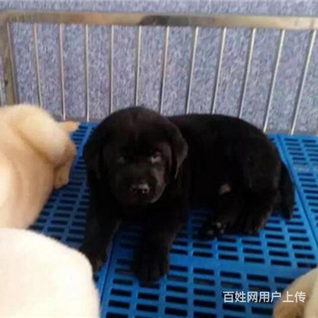 博尔塔拉（出售）拉布拉多幼犬哪里买 狗场出售纯种拉布拉多幼犬的图片