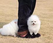 周口哪里有卖博美犬，博美犬市场价格