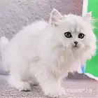 江苏盐城纯种豹猫金吉拉价格多少
