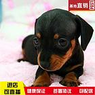 阜新【十年老店】常年繁殖优质血统腊肠犬幼犬