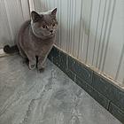 给蓝猫找家