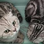 出售猫猫