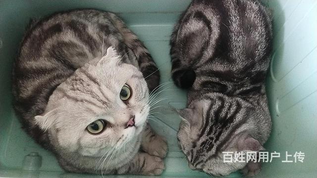 出售猫猫的图片
