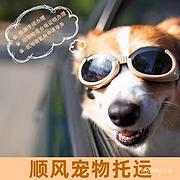 周口扶沟宠物托运（猫狗）活体邮寄快递（2022宠物运输 ）今
