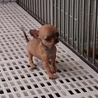 济南有卖吉娃娃犬的吗  吉娃娃多少钱一只