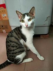 猫咪免费领养