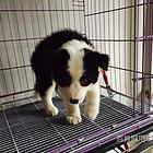 周口卡斯罗一般价位【卡斯罗犬舍】地址