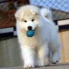 吉安本地阿拉斯加犬舍在哪儿▲本地阿拉斯加养殖基地