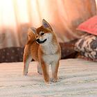 阿克苏哪里有高品质纯种柴犬幼犬出售 自家犬舍繁育