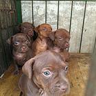 【搞定了！】双血火梗幼犬