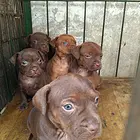 【搞定了！】双血火梗幼犬