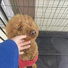 纯种家养巨贵出售