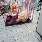 赛级金毛
