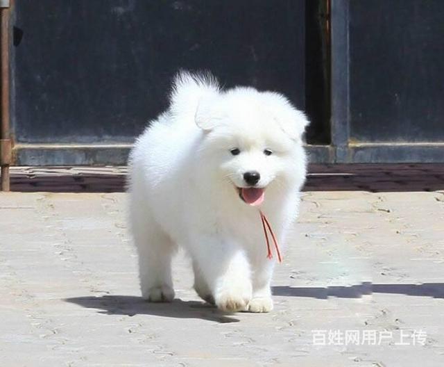 纯种萨摩耶犬多少钱一只澳版萨摩耶放心踏实有保障