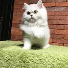 周口纯种金吉拉猫舍 正规猫舍家庭式繁育