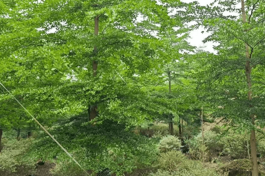 花苗供应