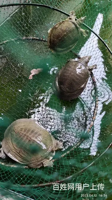出售甲鱼的图片