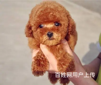 专业繁殖出售纯种 泰迪熊 玩具型 茶杯型 颜色齐全的图片