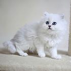 昆山纯种金吉拉猫舍 正规猫舍家庭式繁育