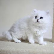 日喀则纯种金吉拉猫舍 正规猫舍家庭式繁育