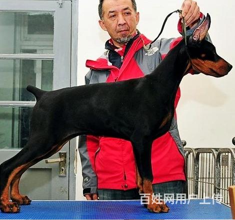 通辽卖杜宾的狗场，小杜宾多少钱一只的图片