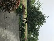 香泡树