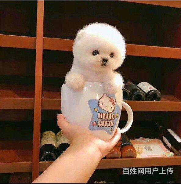 北京宠物 北京狗狗 北京博美 593_603