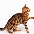 那里有卖孟加拉豹猫的 孟加拉豹猫多少钱 包健康