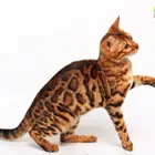 那里有卖孟加拉豹猫的 孟加拉豹猫多少钱 包健康