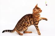 那里有卖孟加拉豹猫的 孟加拉豹猫多少钱 包健康