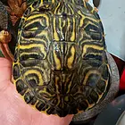 深水龟黄耳龟