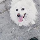 纯种银狐犬